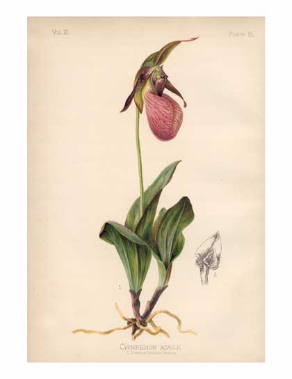 Orchid Book Plate 74 Lithograph Wall Art for framing 8 X 11 Wild flower Lady's Slipper Orchid Botanical Art Print Vintage Wildflower