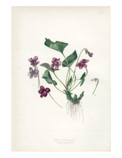 Botanical Prints of Wildflowers - Catskill Native Nursery